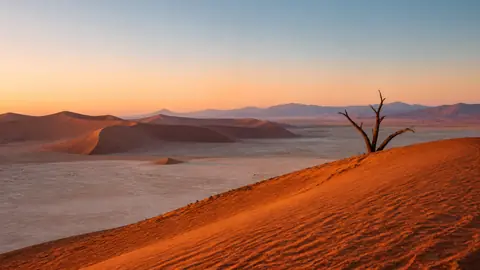 Orange sand dunes with a lone dead tree